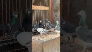 🐦 Relaxing Friday afternoon among our racing pigeons. #cestpharma #racingpigeons #porumbei