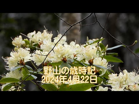 野山の歳時記　４月下旬に咲いていた花　2024年4月22日