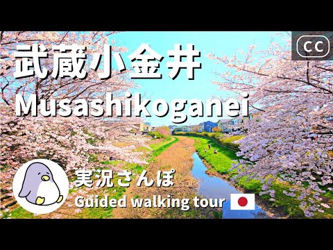 【4K CC】Musashikoganei（武蔵小金井）Tokyo Live Walk - Japan Walking Guided Tours