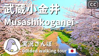 【4K実況街ブラ】武蔵小金井さんぽ。シティクロス、野川と武蔵野公園の桜、はけの道、坂道スポットめぐり Japan Walking Tour of Musashikoganei Station