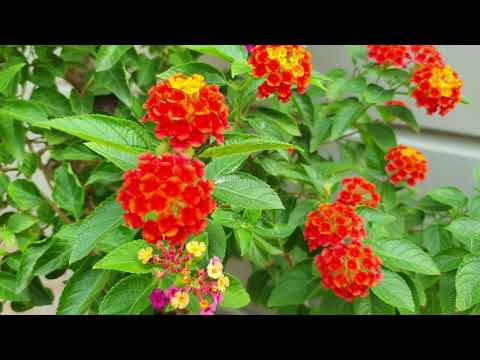 Lantana Camara and Juliet Rose (Hoa Ngũ Sắc và Hồng Vàng)