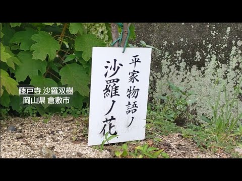 藤戸寺の沙羅双樹（ナツツバキ） #岡山 #倉敷