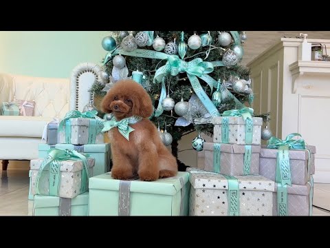 【grooming】クリスマスイブに極小トイプードルがやってきた　／A toy poodle came on Christmas Eve