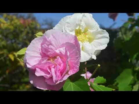 酔芙蓉咲く橘寺／癒しのタイムチャンネル＃60