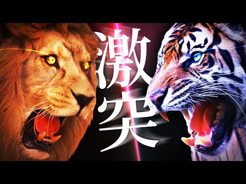 【最強】バーバリライオンvsアムールトラ｜真の百獣の王、ついに決定！