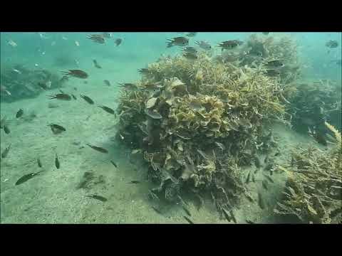 海中景観2024.9.13(山口県周防大島町「地家室海域公園」)