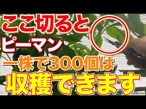 【今からやれ】ピーマンの主茎を摘心することで収穫量を増やす方法