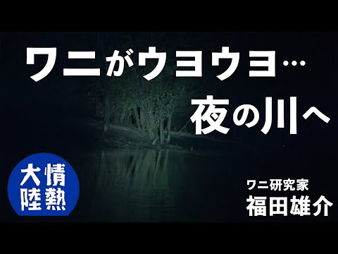 世界最大級！イリエワニの生息地で生態を守る福田雄介に密着