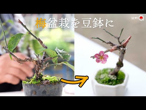 Plum bonsai, potted up in autumn. [Bonsai Q]