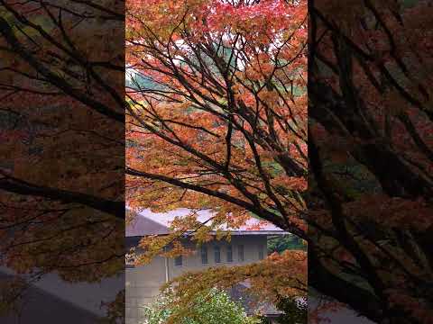 【癒し動画】熊本県菊池市    菊池溪谷 紅葉🍁  もみじ   #松山千春  #shorts