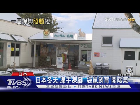 六棒挑戰「袋鼠飼養員」直呼:可愛鼠!  直擊北九州門司港港口美景｜TVBS新聞 @TVBSNEWS01