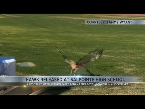 Red tail hawk released at Salpointe High School