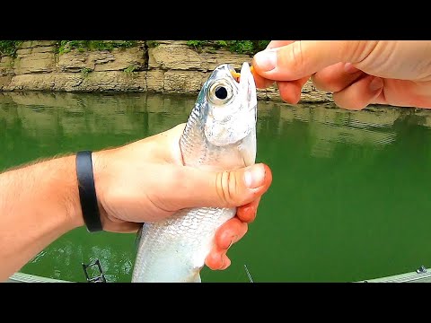 ULTRALIGHT Fishing For Catfish Bait + Targeting Catfish at Night From a Jon Boat