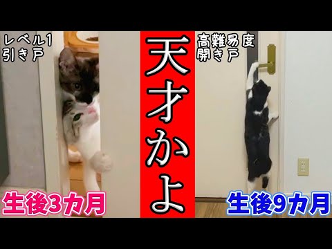 カラスに襲われていた子猫の頭が良すぎてワロタｗｗｗ【#ラオヒョウ日記 3】