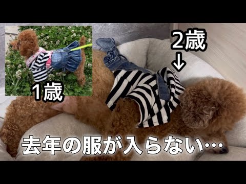 去年の服が入らない…デカプーの悲しい現実