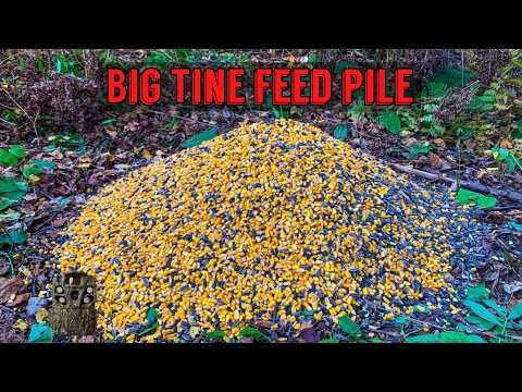 We Left A PILE OF BIG TINE FEED in the Woods. Heres what happened! Trail Camera: Big Tine Deer Feed