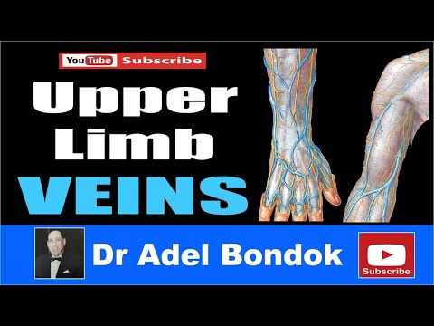 Upper Limb Veins, Dr Adel Bondok