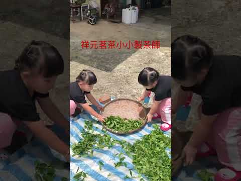 祥元茗茶小小製茶師