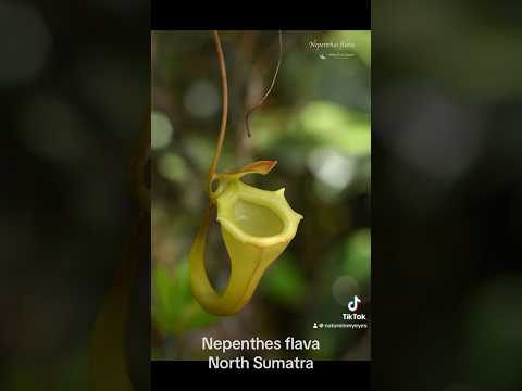 Nepenthes flava