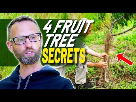 4 Tips and Tools For Fruit Trees -