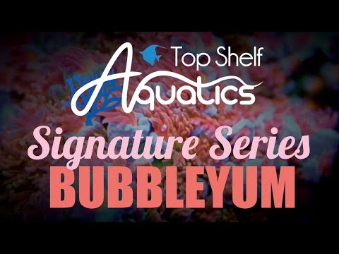 Signature Series - Top Shelf Aquatics BubbleYum