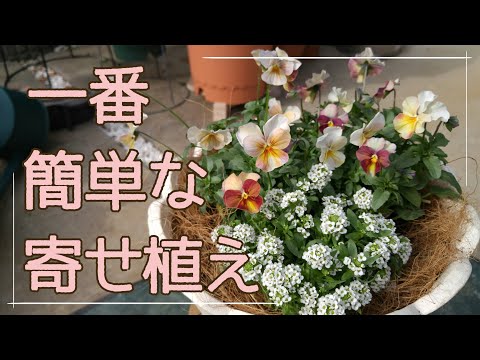 ビオラとアリッサムだけ！簡単冬の寄せ植え