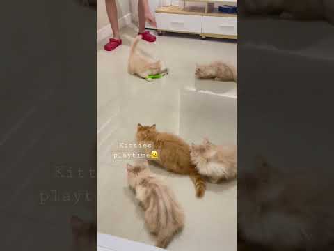 Cute cats playin'🫠😻|#cute #funny y #shortvideo #shorts