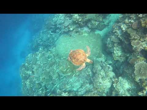 石垣島米原ビーチ～今日の撮れたて～海がめ、ニモ