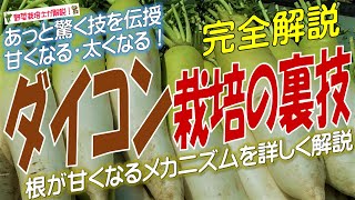 ダイコン栽培の裏技（辛くなる原因を分かりやすく解説！あっと驚く技を伝授！甘くなる！太くなる！）