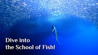 Freediving with a School of Sardines! at Sunabe Dive Site, Okinawa, Japan｜沖縄砂辺のミジュンの群れ