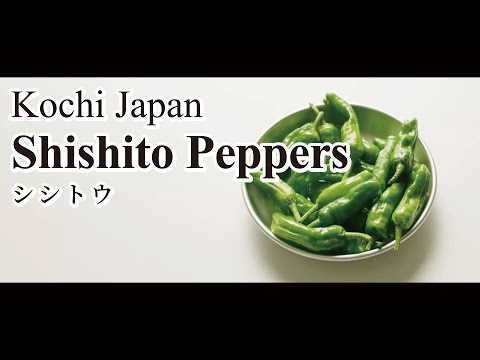 Shishito Peppers