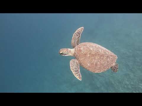 石垣島大崎海岸タチイ浜の海がめ