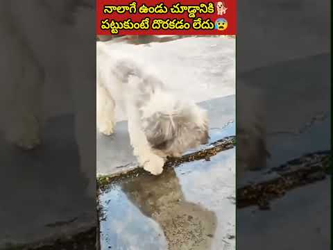 చూడ్డానికి🐕నాలాగేఉన్నాడు🐕పట్టుకుంటే దొరకడం లేదు plz help🐕 #shorts #cutepuppy