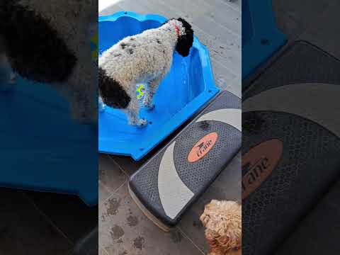 Water play - bobbing for kibble