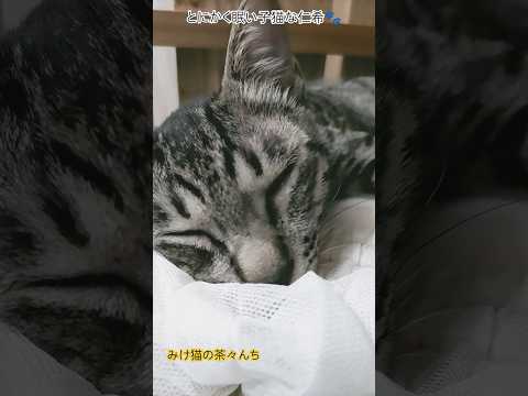 とにかく眠い子猫　#cutecat #保護猫#猫のいる暮らし #子猫#funny