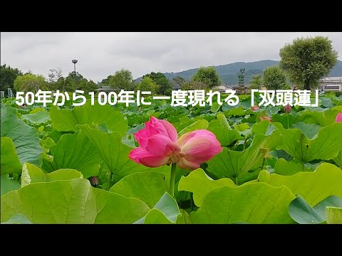 備中高松城跡 「双頭蓮」 #岡山 #宗治蓮