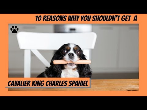 Top 10 Reasons why you should not Get a Cavalier King Charles Spaniel