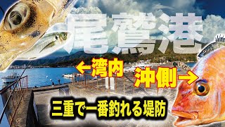 ［三重県尾鷲市］たぶん、三重で一番釣れる堤防。日本一″雨が降る港″の広い釣り場を解説。※三重県尾鷲港