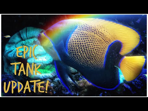 #Reefzilla - First 6 Months - Epic Custom Reef Tank Update