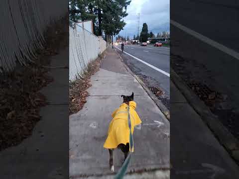 Pup in a raincoat #portland #oregon #2024 #pitbull #dog