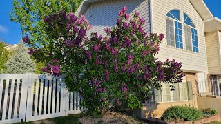 How to Grow Beautiful Lilacs