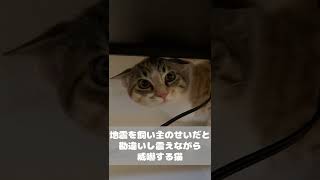 震度6の地震を飼い主が起こしたと勘違いしイカ耳で震えながら威嚇する猫 #shorts #猫 #cat