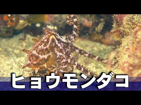 【 ヒョウモンダコ 】死亡例あり！食べてもNGフグ毒のタコ　Hapalochlaena fasciata