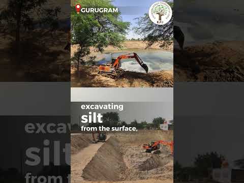 EFI's Turkapur Pond | Gurugram | Restoration update #shorts