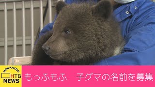 ヒョコヒョコ歩きの子グマ…もっふもふ！かわいい赤ちゃんの名前を募集　のぼりべつクマ牧場　北海道