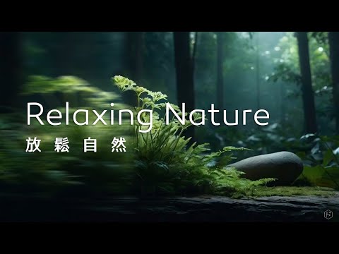 放鬆音樂Relaxing Music｜雨後的森林，空氣清新濕潤，青苔散發著淡淡香氣，沉靜在自然的懷抱中