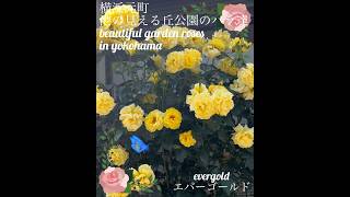 【美しい薔薇達「エバーゴールド」】beautiful roses「evergold」