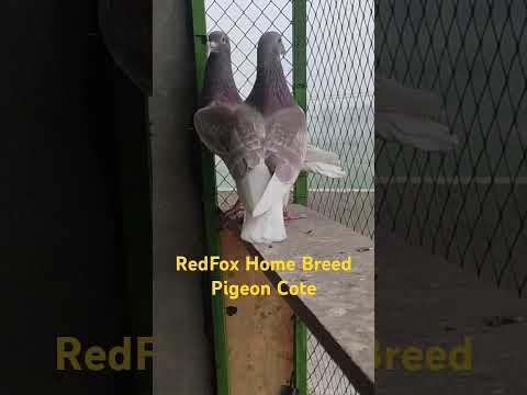 Red Fox Racer Pigeon #Pigeon