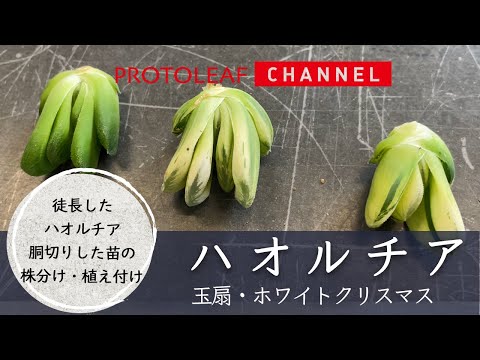 【ハオルチア】徒長したハオルチア 胴切りした苗の株分け・植え付け