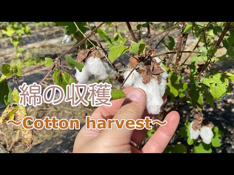 【綿栽培】綿の収穫と畑の草刈り／家庭菜園／綿栽培／和綿／茶綿／Cotton harvest